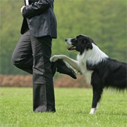 Dogdance