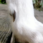 Lange nagel bij een hond