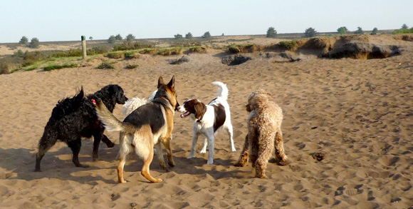 Duitse Herder met andere honden