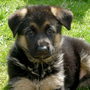 Duitse Herder pup