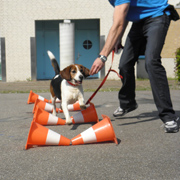 Dutch Cell Dogs