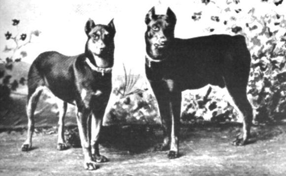 Dobermannen