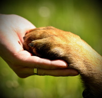 Empathie bij honden