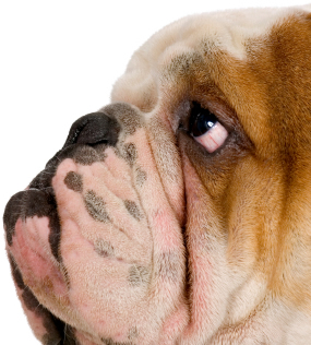 Engelse Bulldog met platte neus