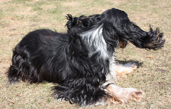 Engelse Cocker Spaniel