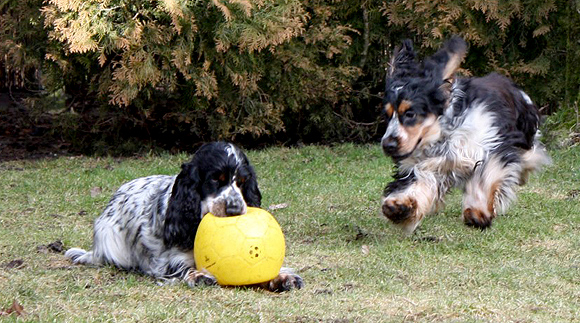 Engelse Cocker Spaniel