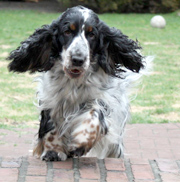 Engelse Cocker Spaniel