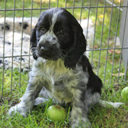 Engelse Cocker Spaniel