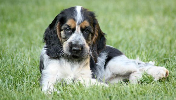 Engelse Cocker Spaniel