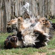 Engelse Cocker Spaniel