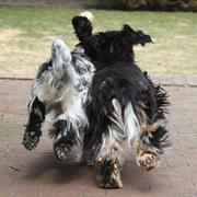 Engelse Cocker Spaniel