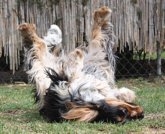 Engelse Cocker Spaniel