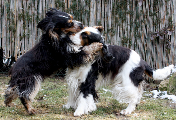 Engelse Cocker Spaniel