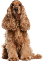 Engelse Cocker Spaniel