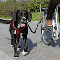 Fietsen met je hond