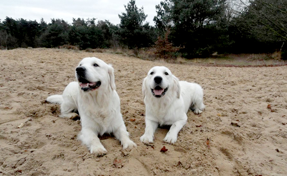 Golden Retrievers 