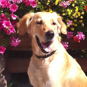 Golden Retriever puppy