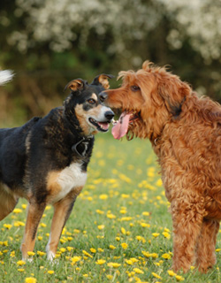 Homeopathie bij honden