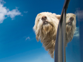 Hond mee in de auto