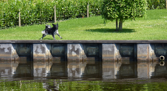 Hond bij damwand