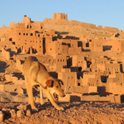 Zwerfhond in Marokko