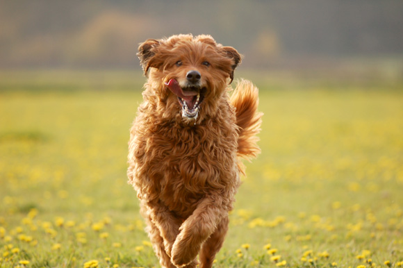 Hond in de natuur