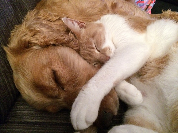 Hond en kat samen in huis Doggo.nl