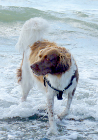 Honden en water