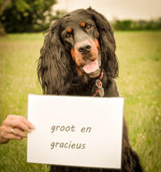 Groot en gracieus