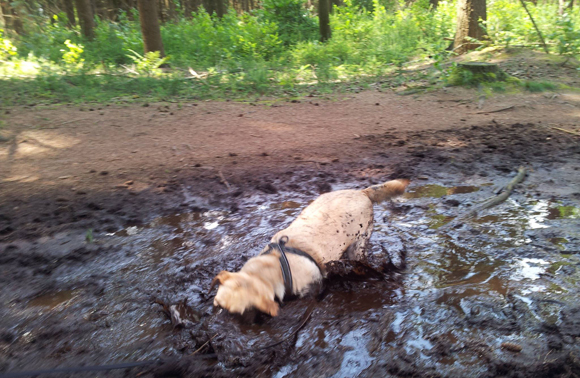 Hond in de modder