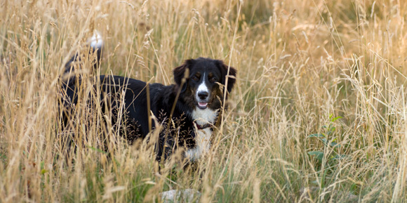 Hond in het gras