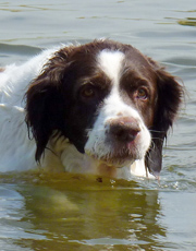 Hond in het water