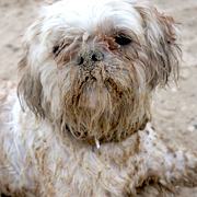 Hond in het zand