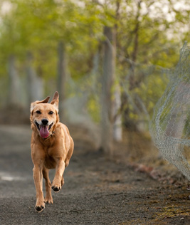 Hond loopt weg