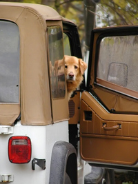 Hond mee in de auto