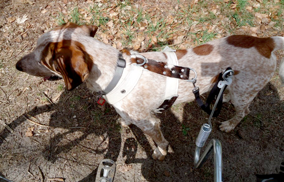 Hond naast de fiets