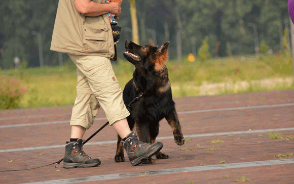 Blije hond