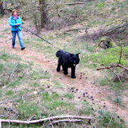 Hond volgt een spoor