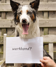 Werkhond