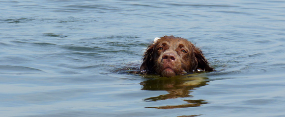 Honden en water -