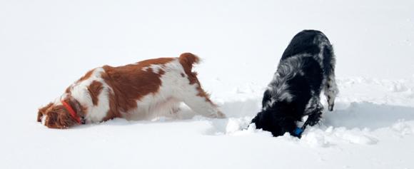 Honden in de sneeuw