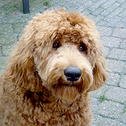 Labradoodle trimmen