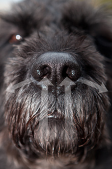 De neus van een hond
