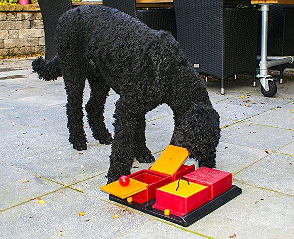 Hertogin Minder dan solo Hondenpuzzels: waarom puzzelen met je hond en hoe werkt het?