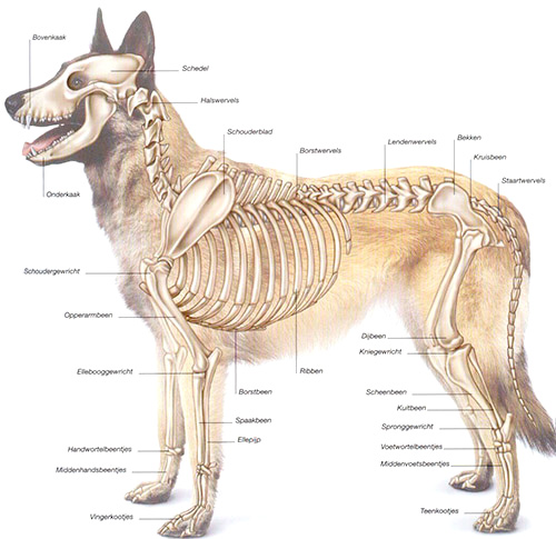 Hondenskelet