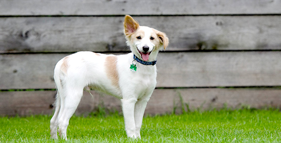 Waar je op bij uitkiezen van een hond? Doggo.nl