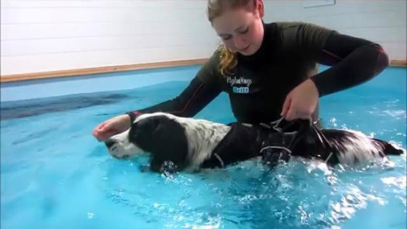 Hydrotherapie voor honden