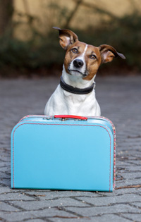 Hond gaat uit logeren