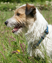 Pluche pop Rudyard Kipling Productiecentrum Jack Russell Terrier - Over karakter, verzorging en opvoeding