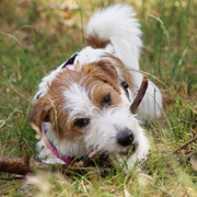 Jack Russell Terrirer